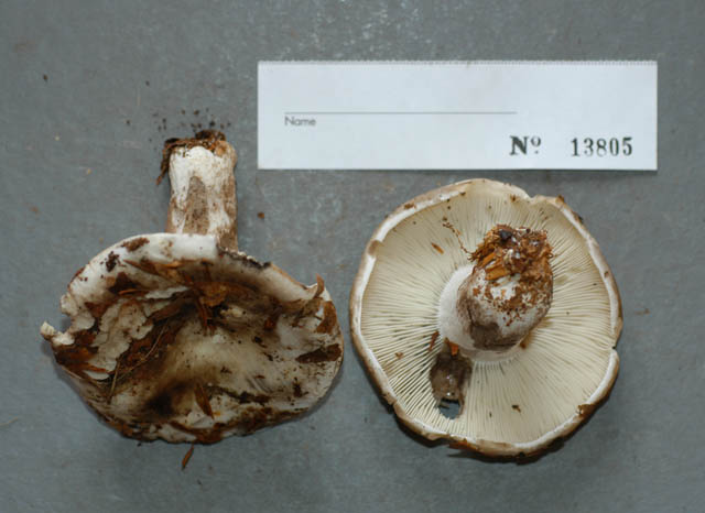 Russula densifolia image